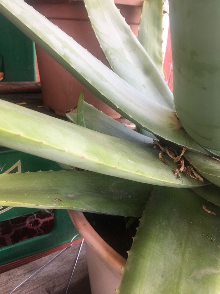 Vând Aloe vera Barbadensis Miller