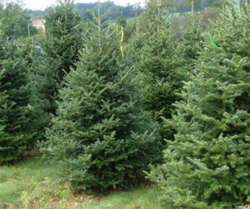 Vand brazi-normandian-argintiu-picea punges diferite specii