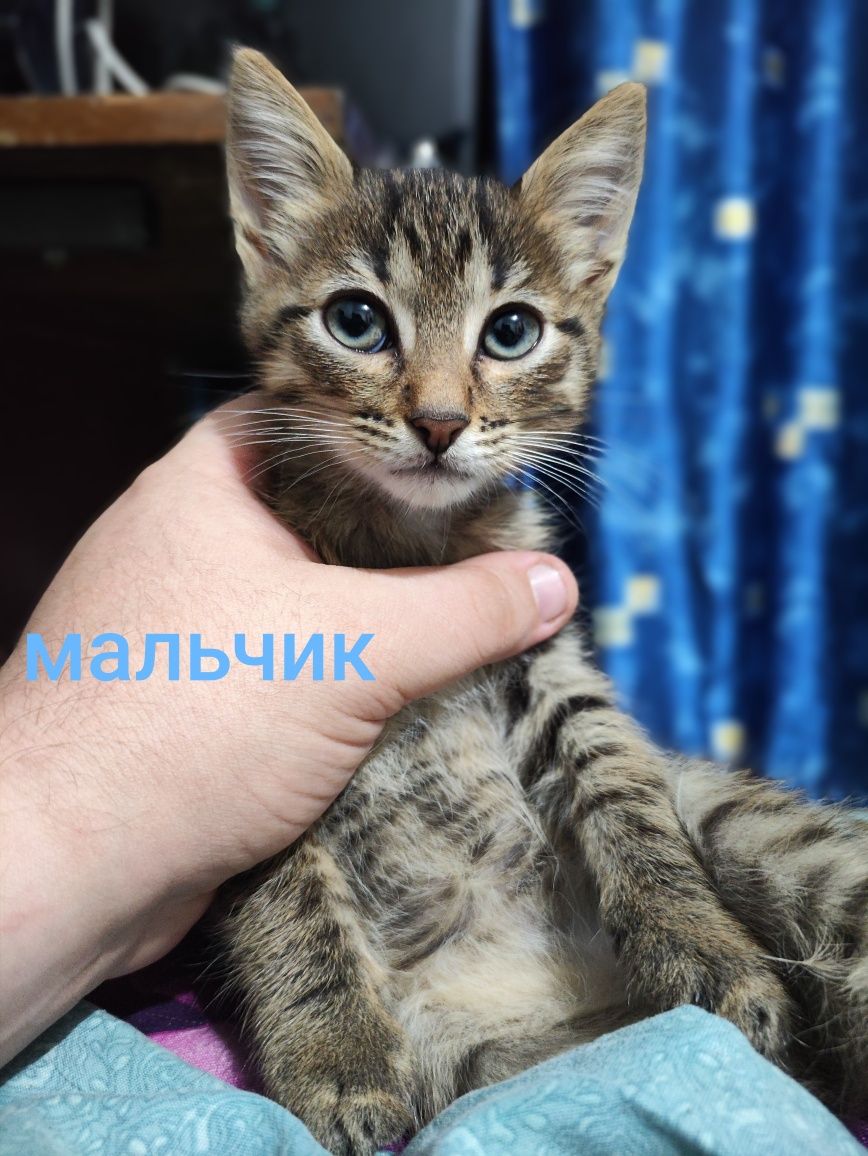 Котята крысыловы