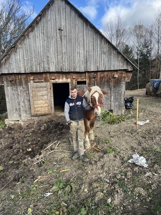 Vând armasar sau schimb cu iapa