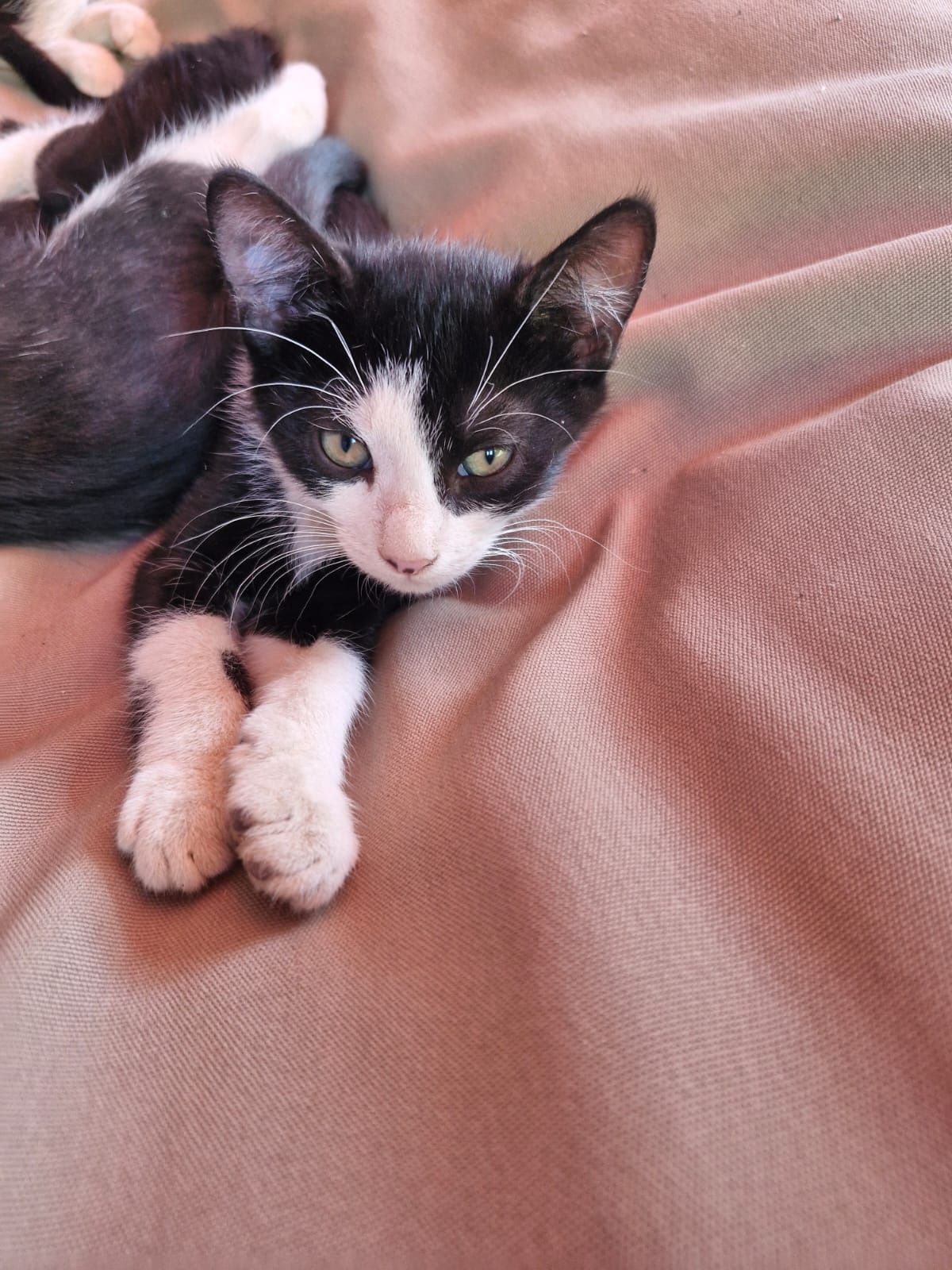 Ofer 3 pisoiasi spre adoprie