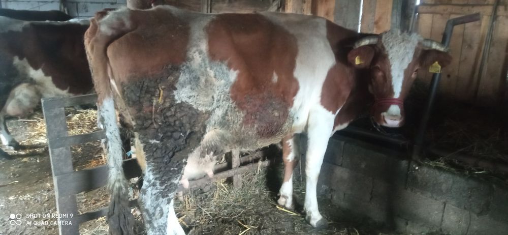 Vând vacă cu lapte