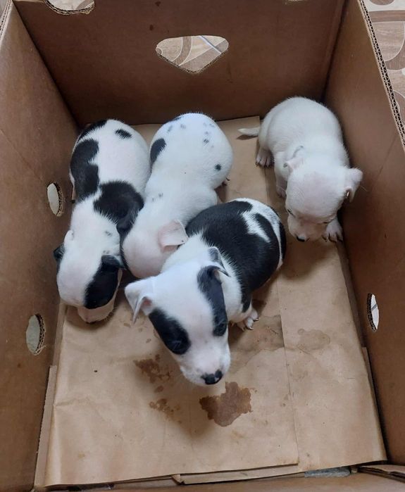 Малки питбулчета