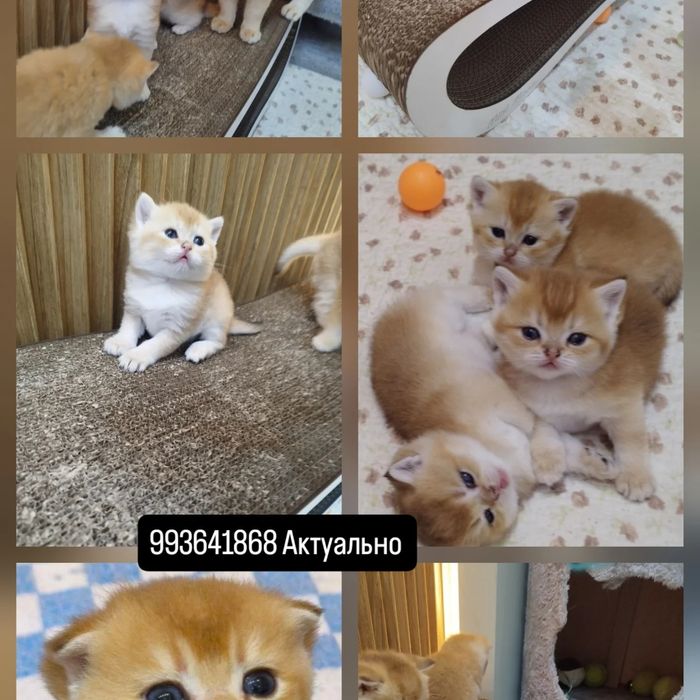 Шикарная девочка от привозных родителей