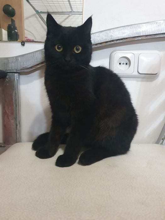 Отдам в добрые руки КОШКУ