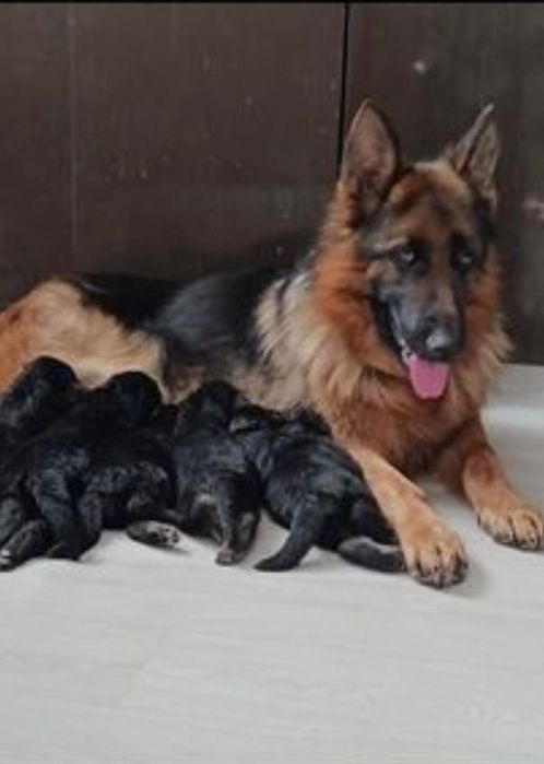Немецкая овчарка щенки