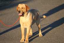 labrador pui cu pedigree