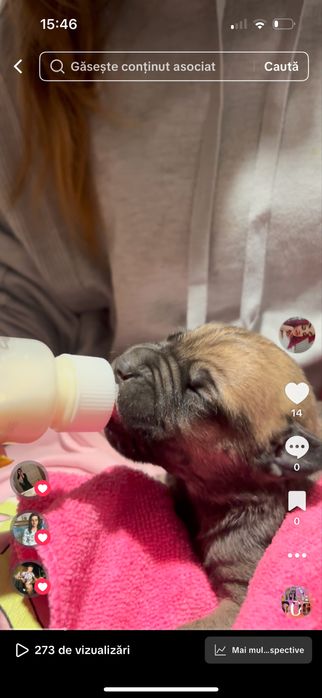 Donez pui 1 saptamana