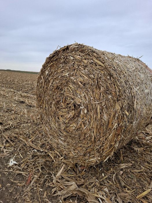 Baloti tulei tocați