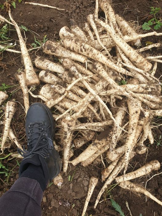 Morcov pătrunjel pastarnac țelină ceapă