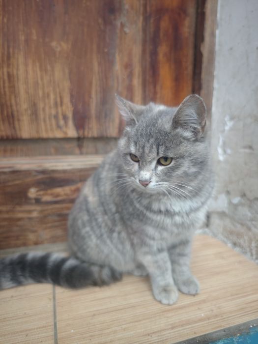 Отдам котят в хорошие руки