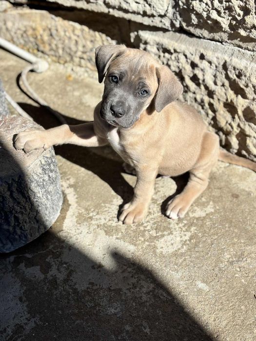 Кане Корсо/Cane Corso