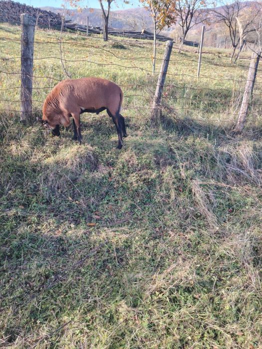 Vând berbec camerun