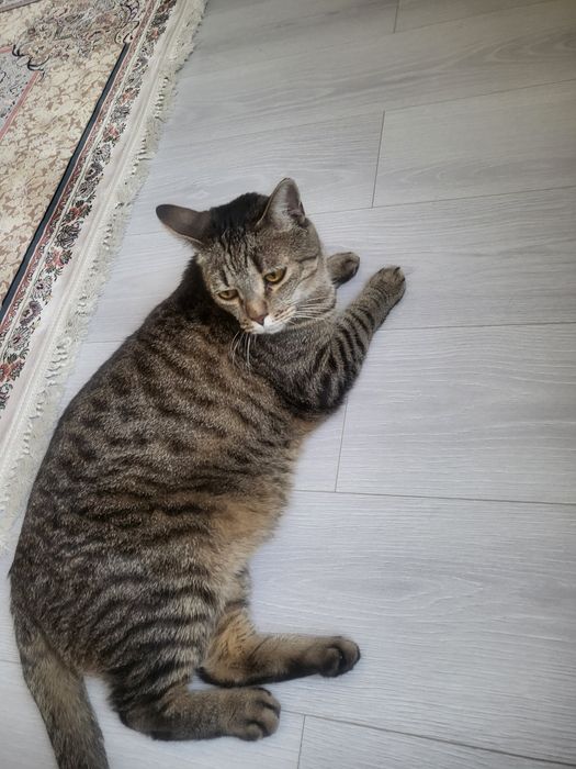 Отдам даром британского кота