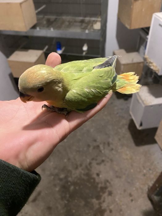 Agapornis Roseicollis de vanzare