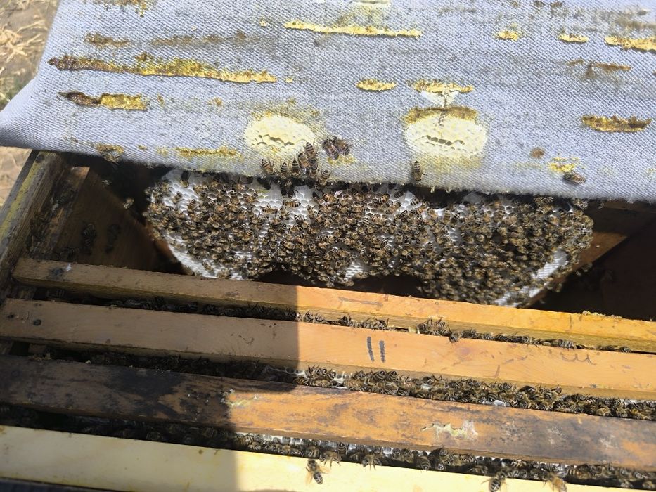 #тогасал #zominasali  #асал #asal #paxtaasali #mayskiasal  #gulasali #