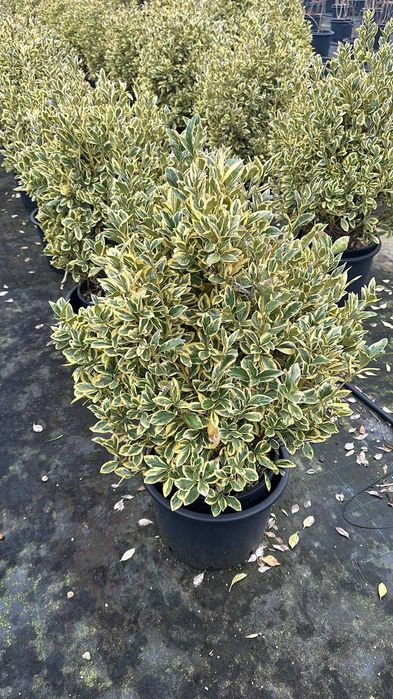 Evounymous oferte de primavara