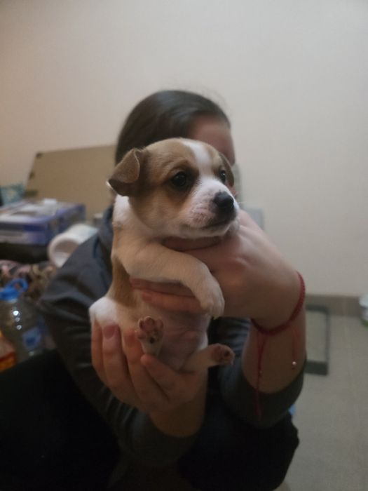 Кученца от дребна порода