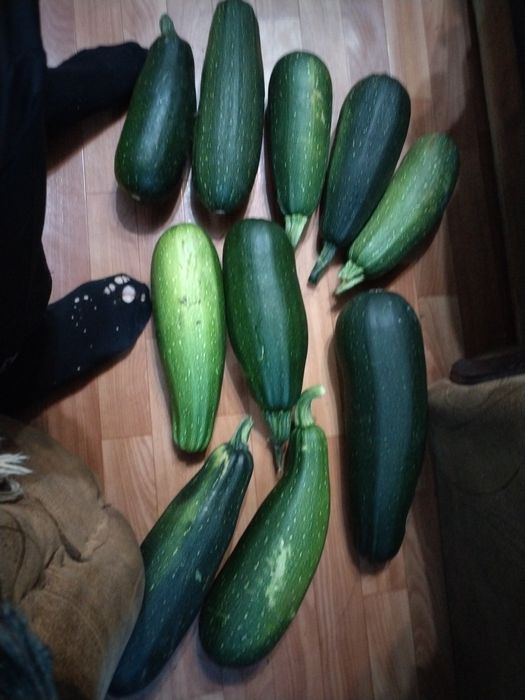 Продам кабочки, молодые, свежие