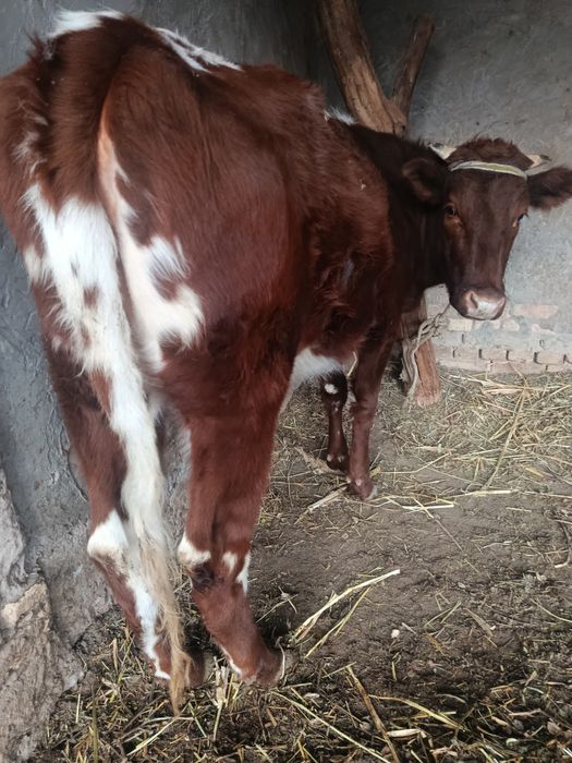 Yosh Unajin sotiladi