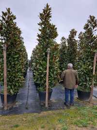 Magnolia grandiflora tufa mai multe marimi