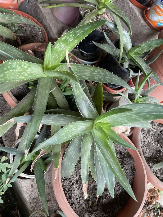 Plante Aloe Vera de diferite dimensiuni