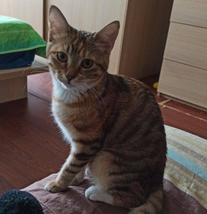 Женско коте с тигрова окраска