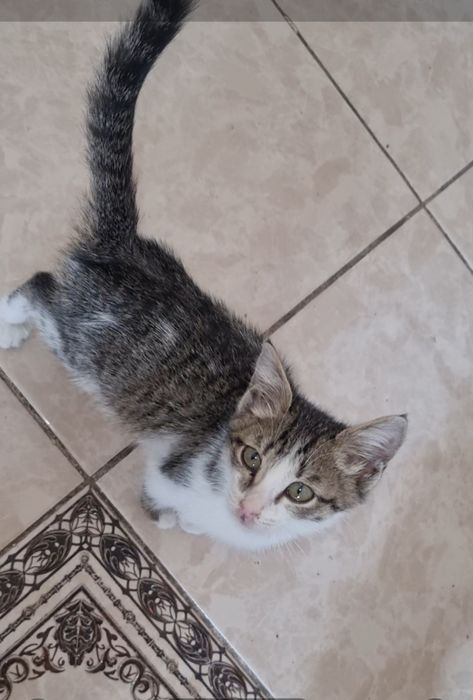 Малыши ищут мампап. Доставлю!