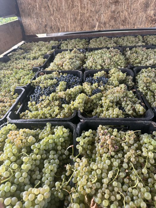 Struguri pentru vin