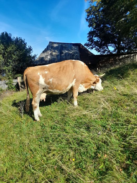 Vand vaca si vițică