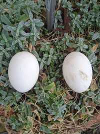 Vând ouă de gâscă
