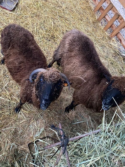 Продавам 2 бр овце