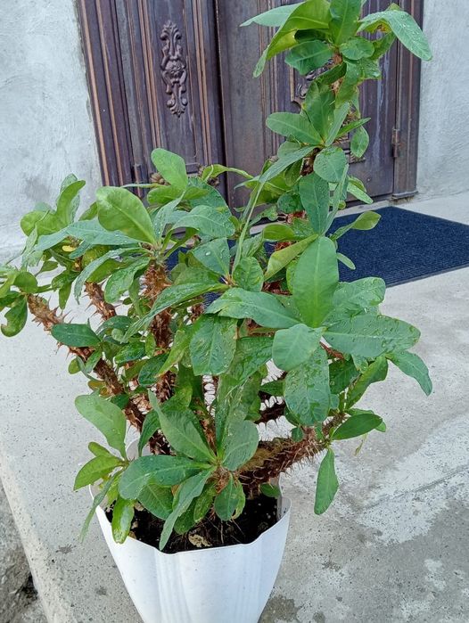 Продаётся цветы малачай