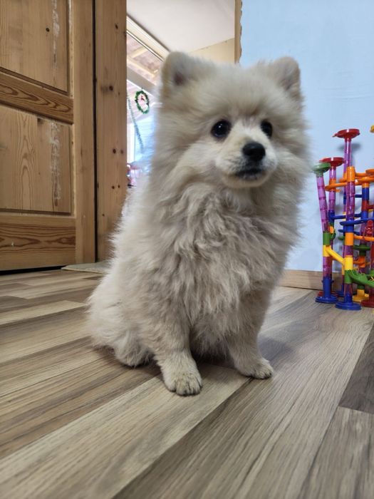 Малки кученца порода померан