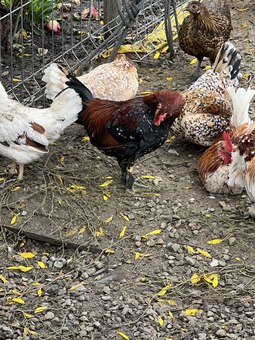 Vand doi cocosi mii de flori