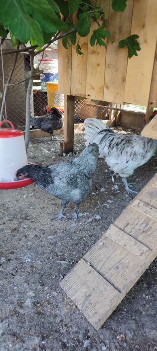 Vand Familie Australorp