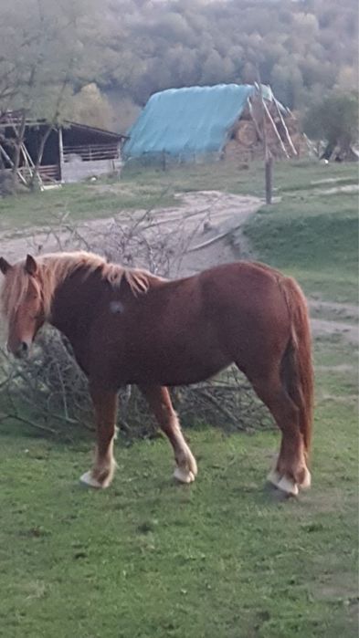 Vând mânză 2 ani și 10 luni