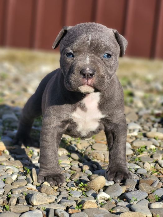Fetiță Amstaff Blue