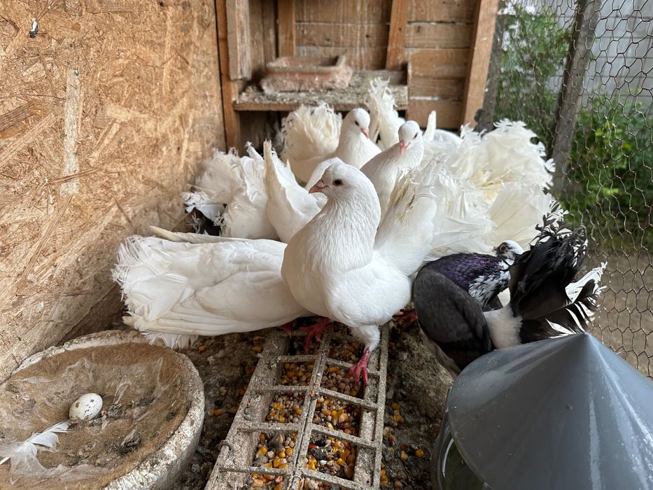 Vand 2 perechi de porumbei 200 lei