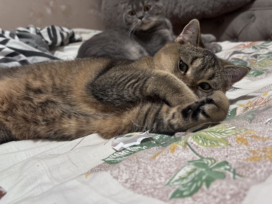 Котята скоттиш страйт скотиш страйд золотая шиншилла