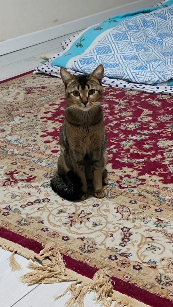 Прадается  котик