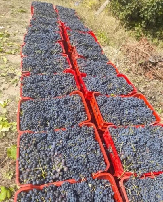 struguri de vin Vrancea 2025