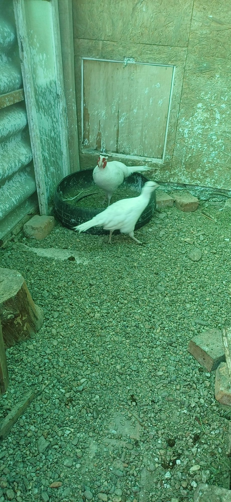 Pereche fazan alb matură