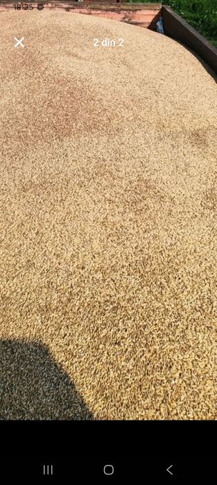 Triticale de vanzare
