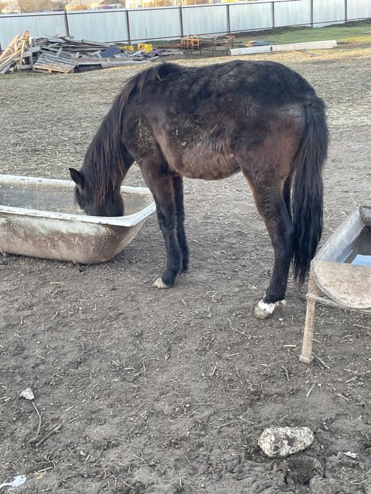 Жуас жетим еркек тай сатам балдарга жаксы