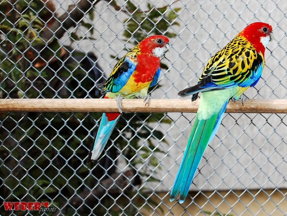 Papagali diferite specii