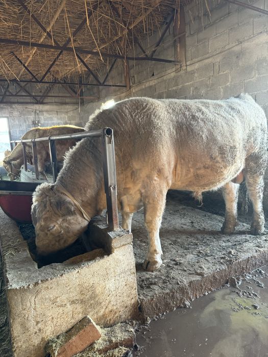 Аулиеколь тұқымдыққа арналған бұқалар