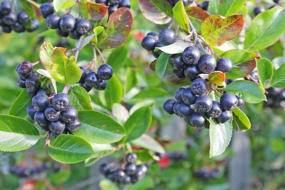 aronia de 3 ani cu fructificare