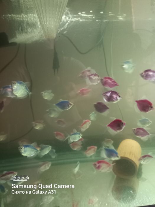 Продаю рыбок тернеций