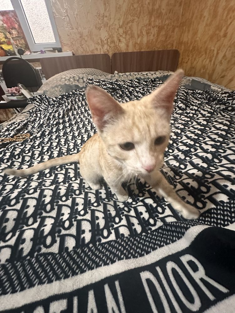 Отдам рыжего котёнка ласковый
